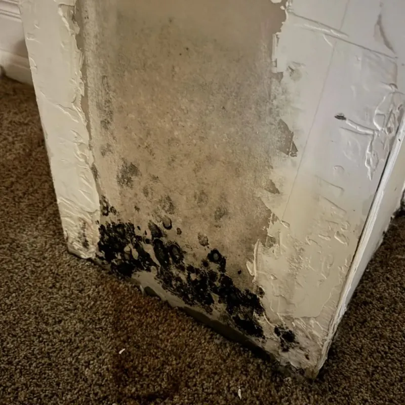 Professional Mold Removal in Alvin, TX